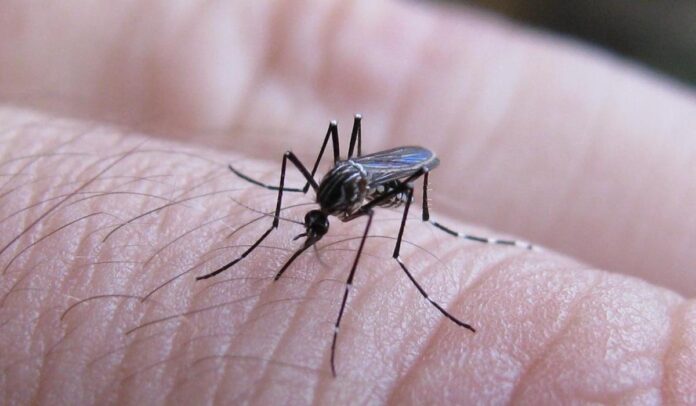 Alarmante: Salta, entre las provincias con más contagios de dengue