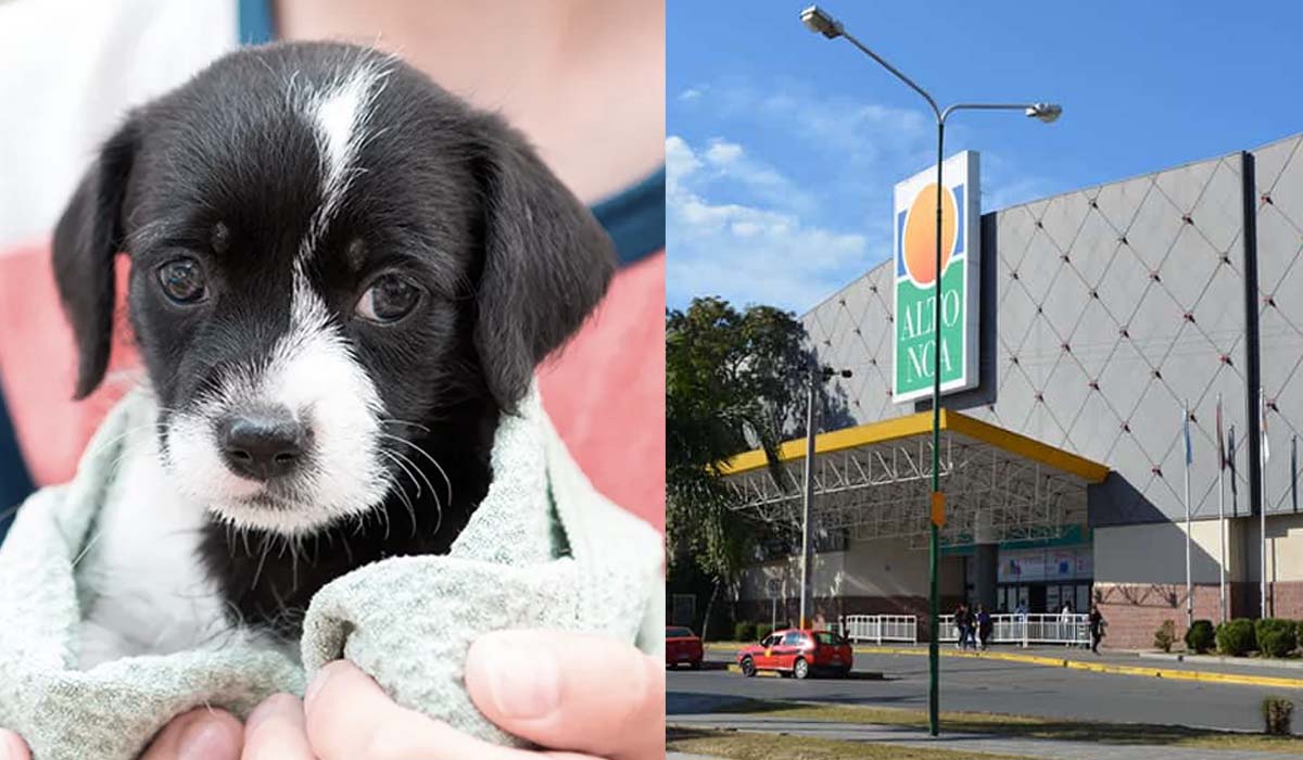 Este viernes darán en adopción a perritos en el Alto Noa Shopping