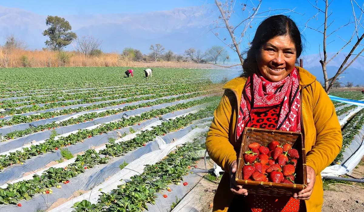 ¡Que rico!: arrancó la temporada de cosecha de frutillas en Rosario de Lerma