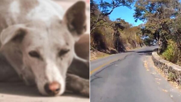 Salteño obligó a su perrito a subir el cerro San Bernardo y ocurrió lo peor