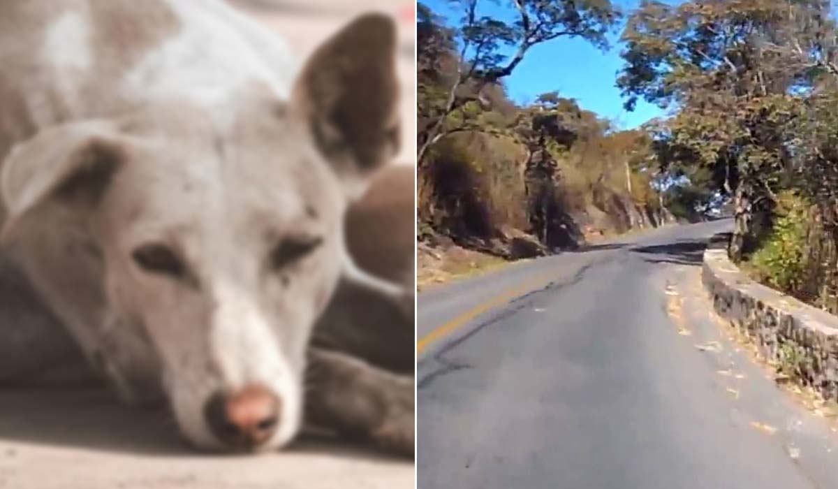 Salteño obligó a su perrito a subir el cerro San Bernardo y ocurrió lo peor